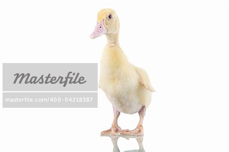 beautiful duckling