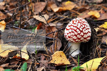 one fly agaric in the forest on ground