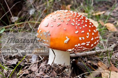 Young fly agaric fruit body in forest on ground