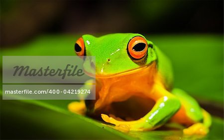 A macro shot of a beautiful Orange thighed Treefrog, Litoria xanthomera, sitting on a leaf.