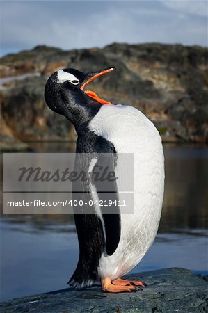 Penguin standing on the rock