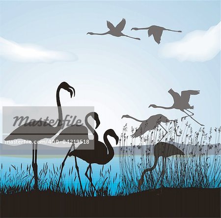 Vector illustration silhouettes flamingo in nature