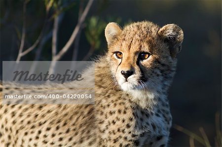 Cheetah cub looks on in early morning light. Photo taken in Eastern Cape nature reserve, Republic of South Africa.
