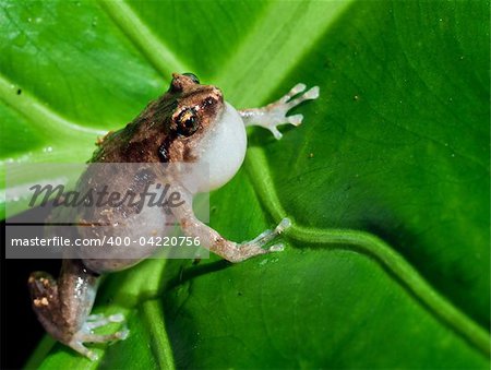 Macroshot of the tiny common Australian nursery frog, Cophixalus ornatus