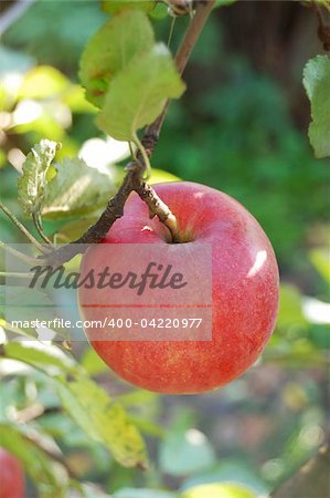 Ripe red apple on branch