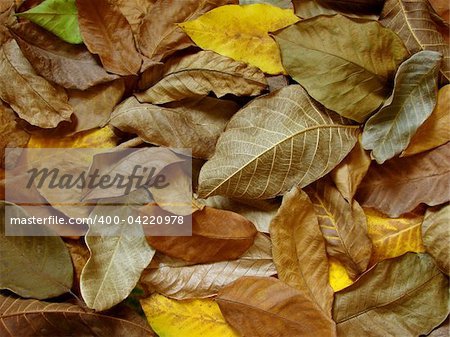 colorful autumnal walnut leaves background