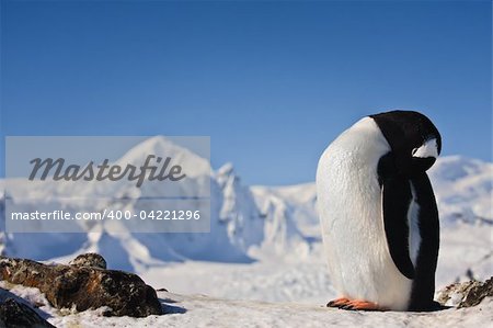 Penguin standing on the rock against the blue sky