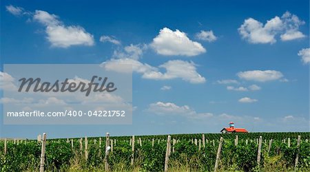 Vineyard field from Macedonia