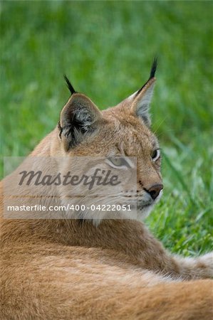 Lynx resting on the grass