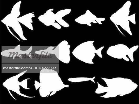 white fish silhouette collection - vector