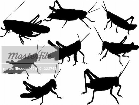 grasshoppers silhouette collection - vector