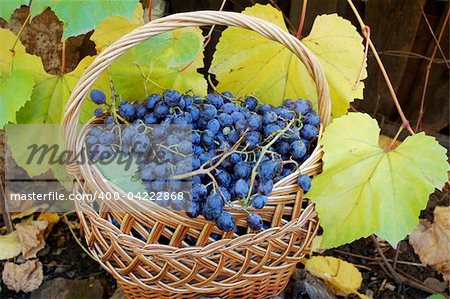 Woven basket with grapes and grapevine with yellow leaves