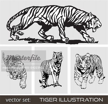 Set of different tiger. Vector.