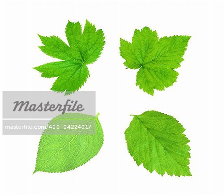 Green spring leaves isolated on white