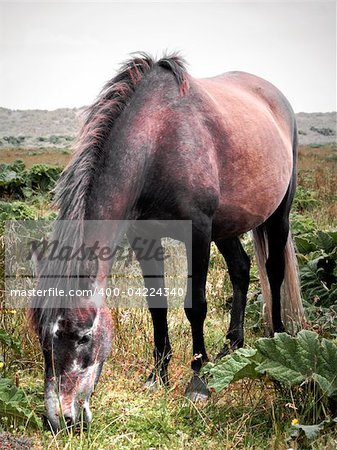 In the natural park of Chiloé, at the south of Chile, a wild horse graze in a plain