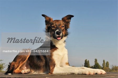 portrait of a purebred brown border collie on a blue sky