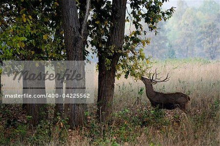 barasingha, also called Swamp Deer,  (species Cervus duvauceli), graceful deer, belonging to the family Cervidae (order Artiodactyla).