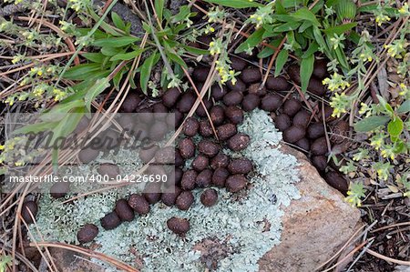 mule deer droppings in Colorado mountain forest at springtime