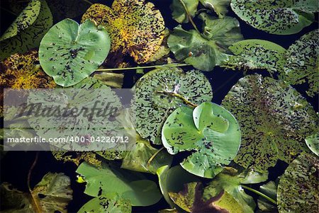 Leaves of water lilies in a pond