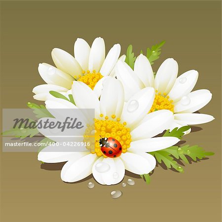 Vector Camomile floral ornament. Flowers fresh background.