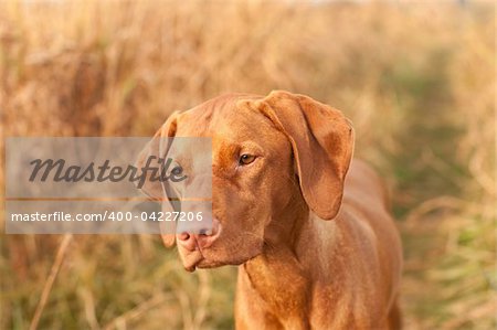A female Hungarian Vizsla dog stares past the photographer while standing in a field in autumn.