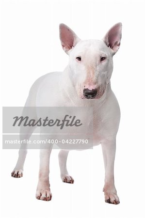 Bull terrier isolated on a white background