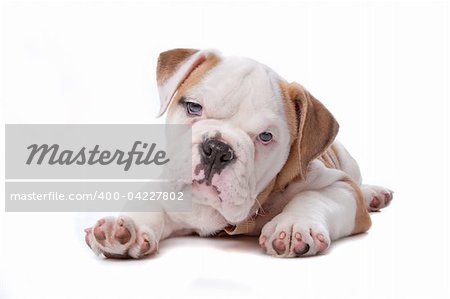 English Bulldog puppy lying down in front of white background