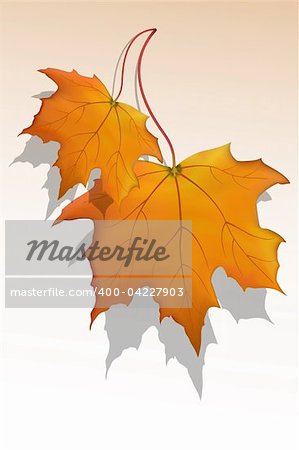 illustration of vector maple leaf