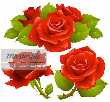 Red roses set