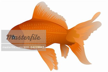 illustration of gold fish on isolated background