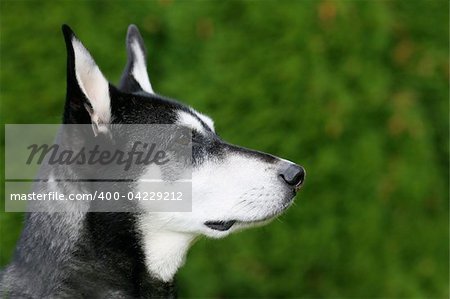 An alert black and white dog against a green background, in a horizontal colour photograph.