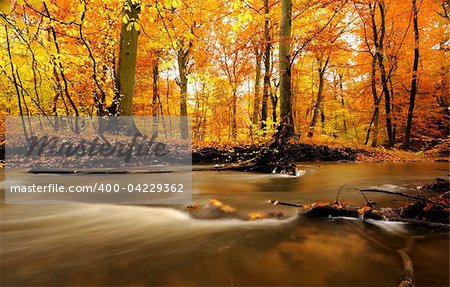 autumn by a river running through a forest