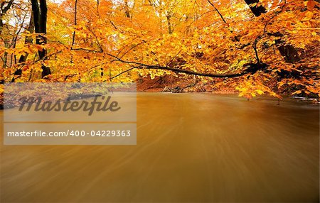 autumn by a river running through a forest