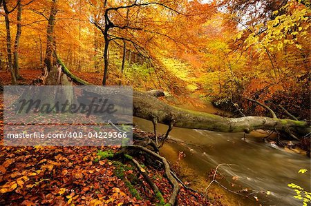 autumn by a river running through a forest