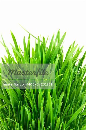 Isolated green grass on white background