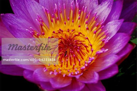 Water lily closeup in water with lovely purple color