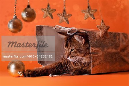 Somali cat sitting inside brilliant bag play with bauble