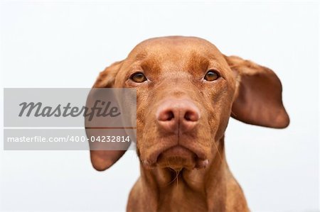 A closeup shot of a staring Hungarian Vizsla dog with one ear blowing in the wind and a gray sky in the background