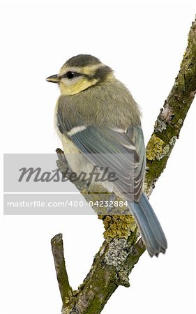 Young Blue Tit, Cyanistes caeruleus, 45 days old, perched in tree in front of white background