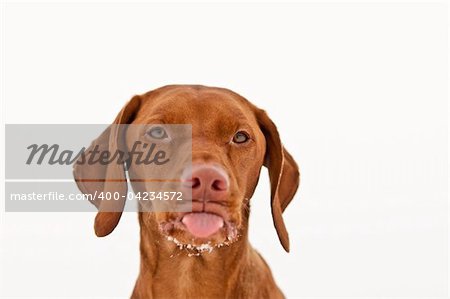 A vizsla dog sticks out its tongue in winter with some snow on it's chin. White background.