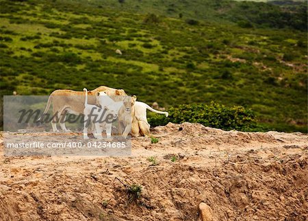 rare white lions in savanna. South Africa