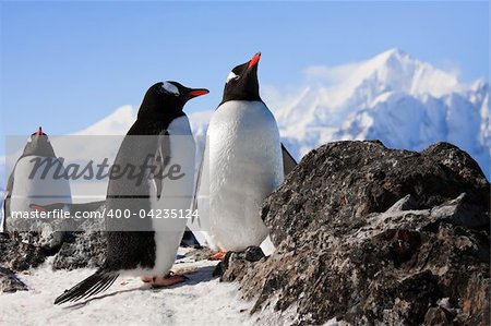 penguins dreaming sitting on a rock, mountains in the background