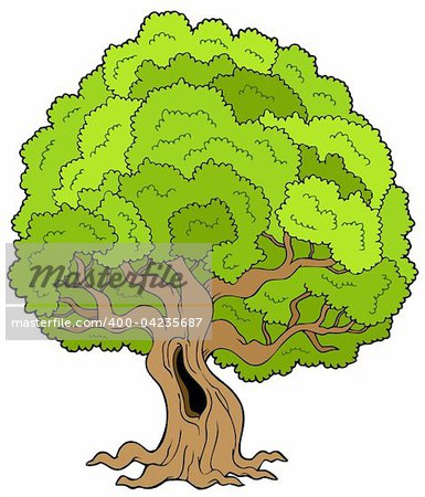 Big leafy tree - vector illustration.