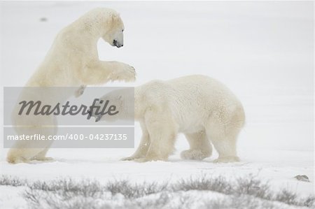 Fight of polar bears. Two polar bears fight. Snow tundra with undersized vegetation.