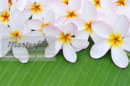 White Plumeria on green leaf