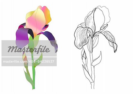 iris monochrome and colorful