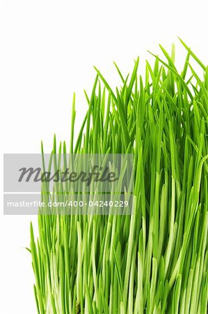 green grass Isolated on white background