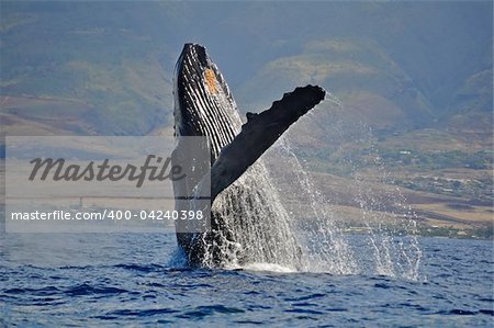 A Breaching Humpback Whale off the coast of Maui, Hawaii.