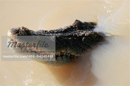 Croc - Kakadu National Park, Australia