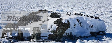 Penguins dreaming sitting on a rock, mountains in the background